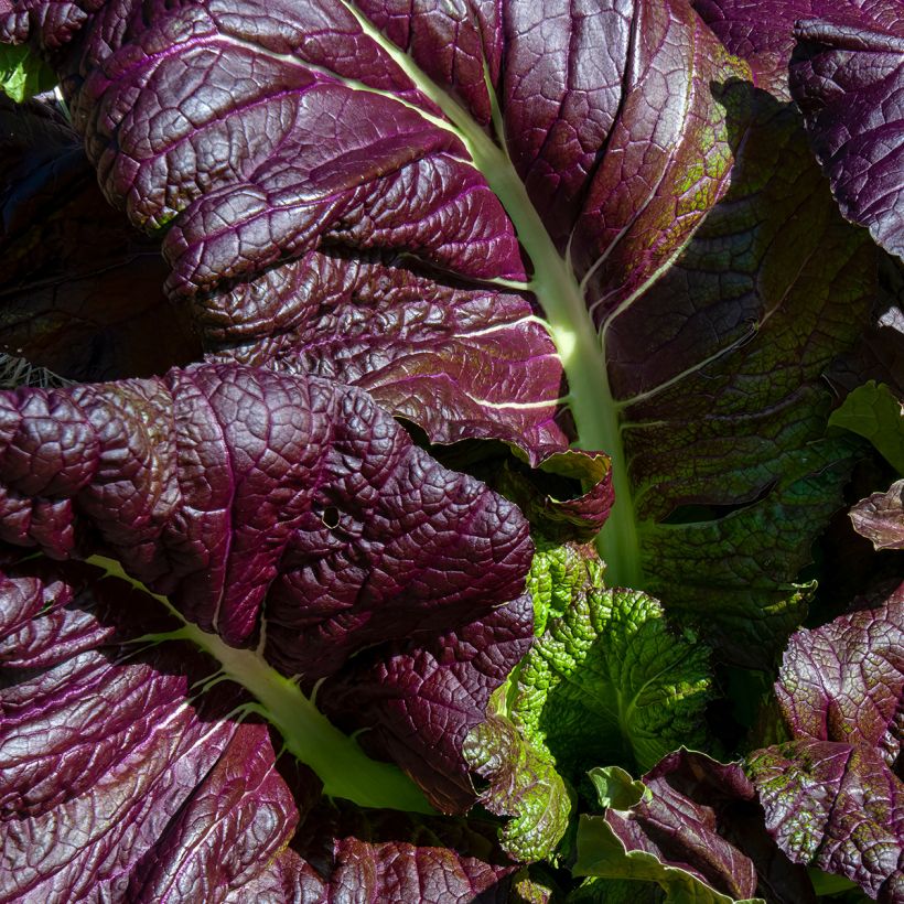 Mostarda Red Giant - Ferme de Sainte Marthe Bio (Folhagem)