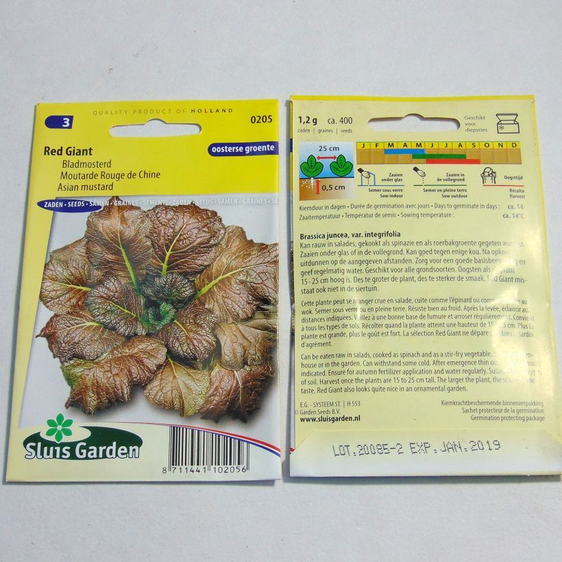Exemplo de amostra de Moutarde Rouge de Chine Red Giant die Tüte mit 800 Samen (2g) tal como entregue
