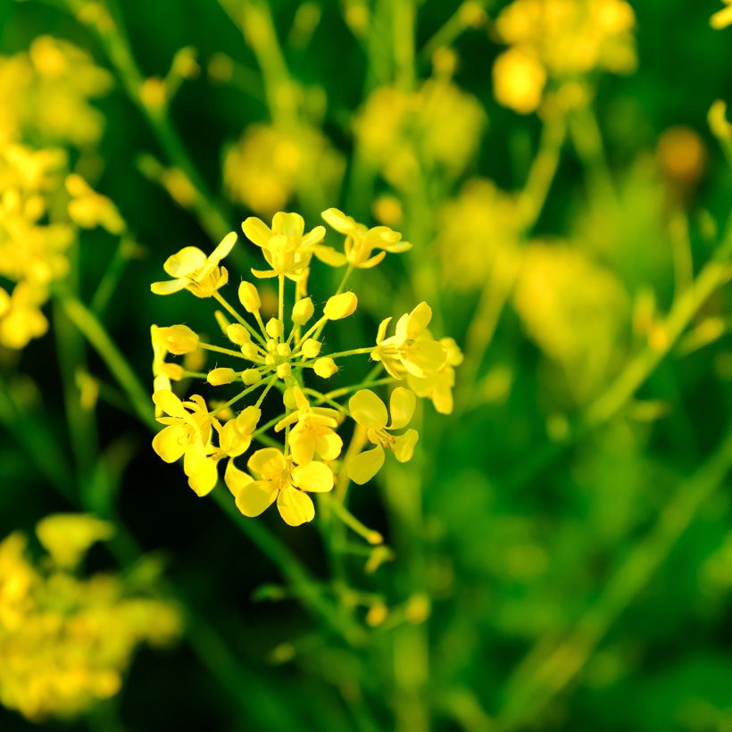 Mostarda Branca - Adubo Verde (Floração)
