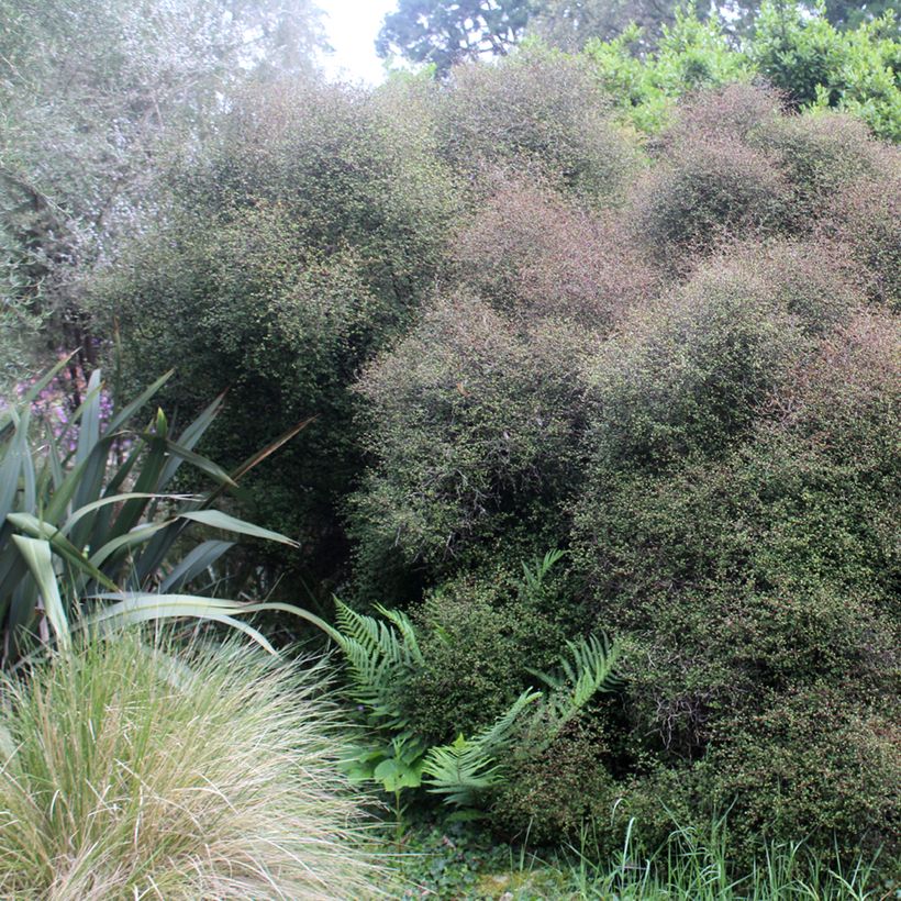 Muehlenbeckia astonii (Hábito)