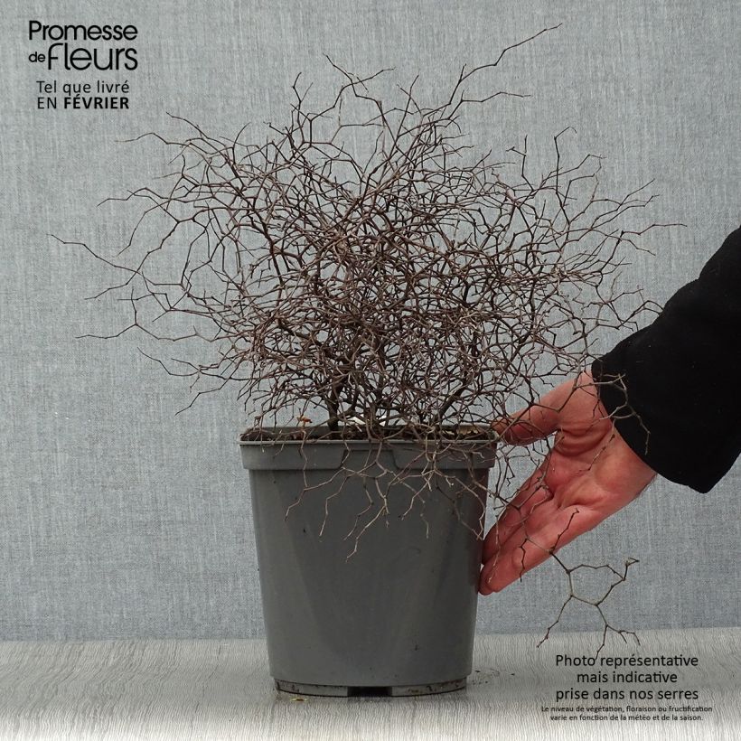 Amostra de Muehlenbeckia astonii - lentille arbustive Vaso de 3 L/4 L tal como entregue no inverno