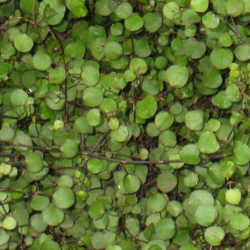 Muehlenbeckia axillaris (Folhagem)