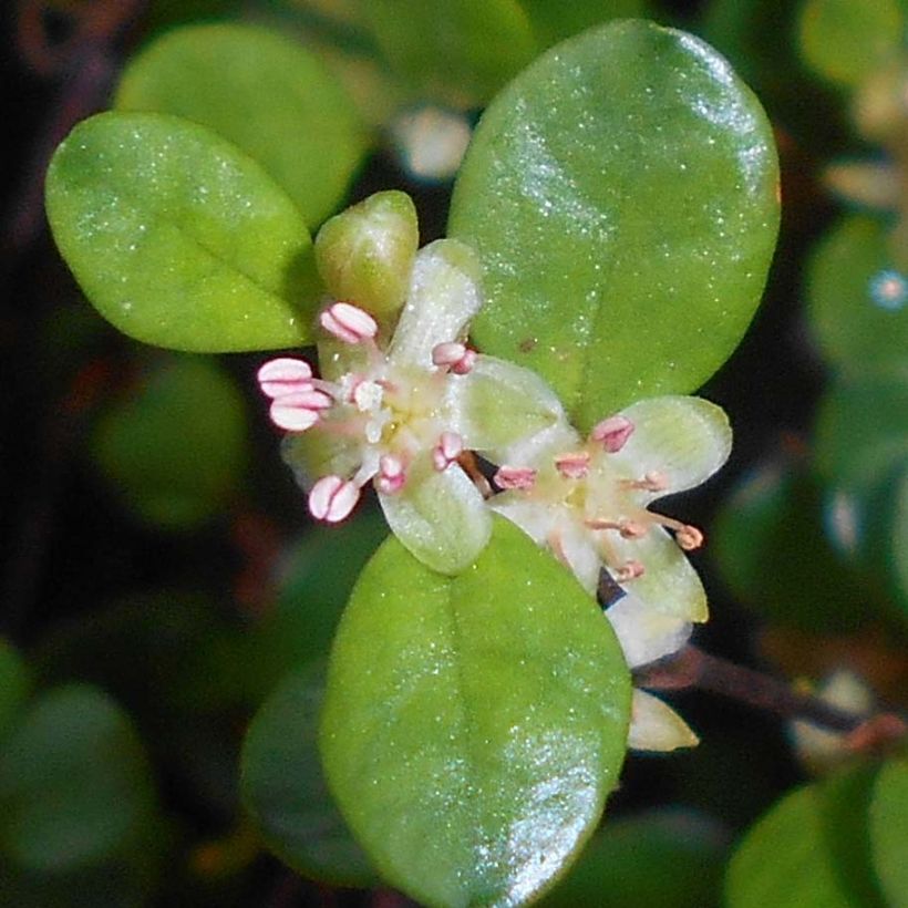 Muehlenbeckia axillaris (Floração)