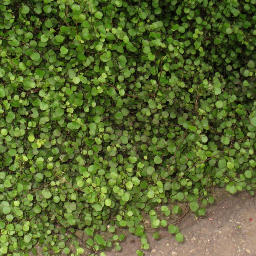 Muehlenbeckia axillaris (Hábito)