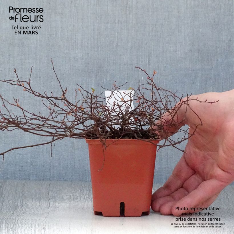 Amostra de Muehlenbeckia complexa Golden Girl Vaso de 8/9 cm tal como entregue na primavera