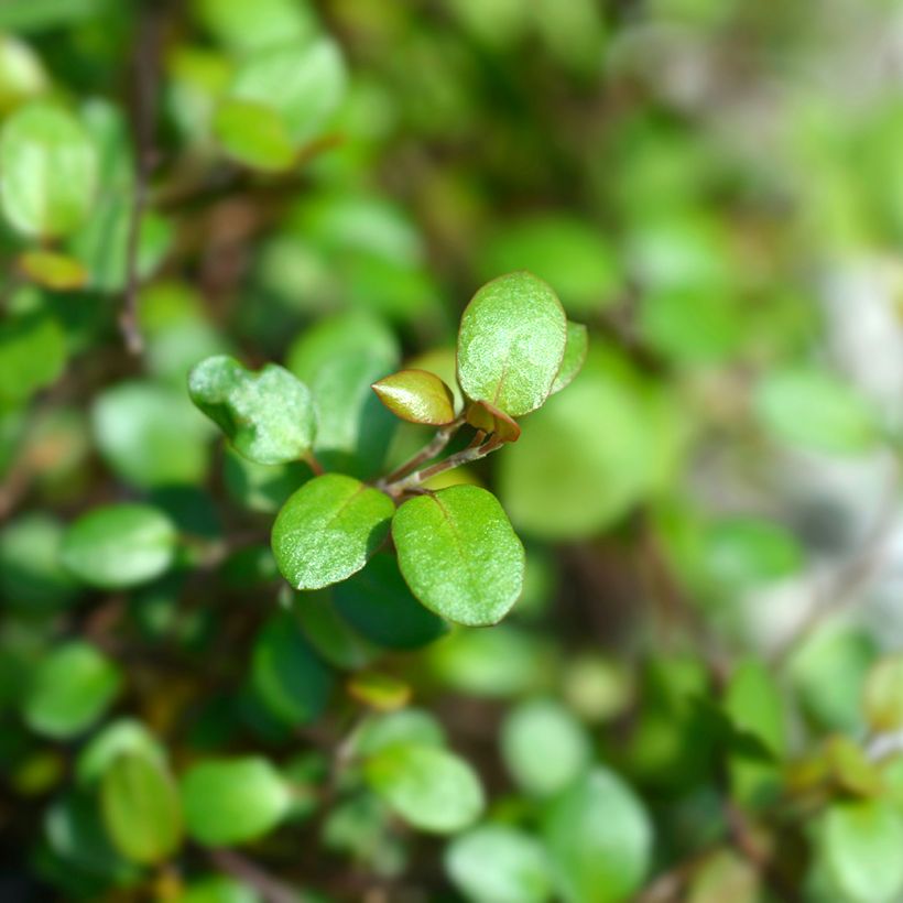 Muehlenbeckia complexa Golden Girl (Folhagem)