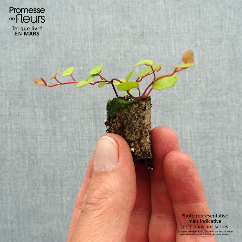 Amostra de Muehlenbeckia complexa Golden Girl - Muehlenbeckie Mini-torrão Ø 3/4 cm tal como entregue na primavera