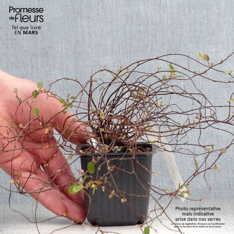 Amostra de Muehlenbeckia complexa Sealand Compact Vaso de 8/9 cm tal como entregue na primavera