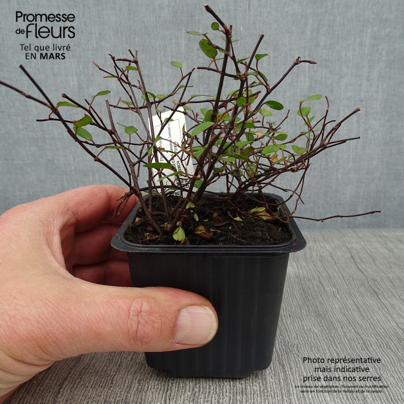 Amostra de Muehlenbeckia complexa Sealand Compact Vaso de 8/9 cm tal como entregue no inverno