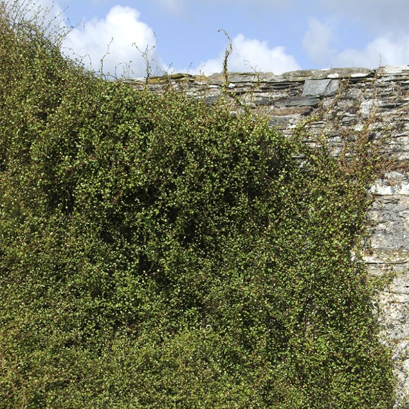 Muehlenbeckia complexa Sealand Compact (Hábito)