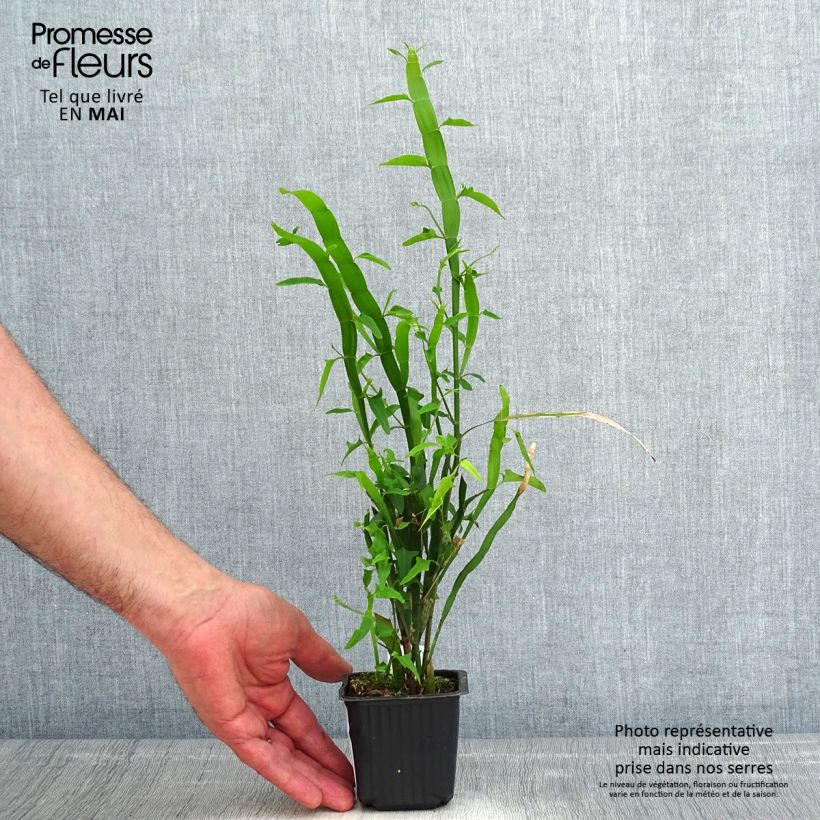 Amostra de Muehlenbeckia platyclada Vaso de 8/9 cm tal como entregue na primavera