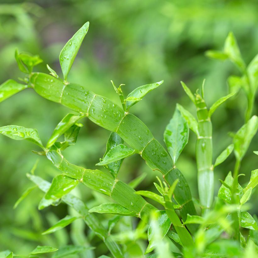 Muehlenbeckia platyclada (Folhagem)