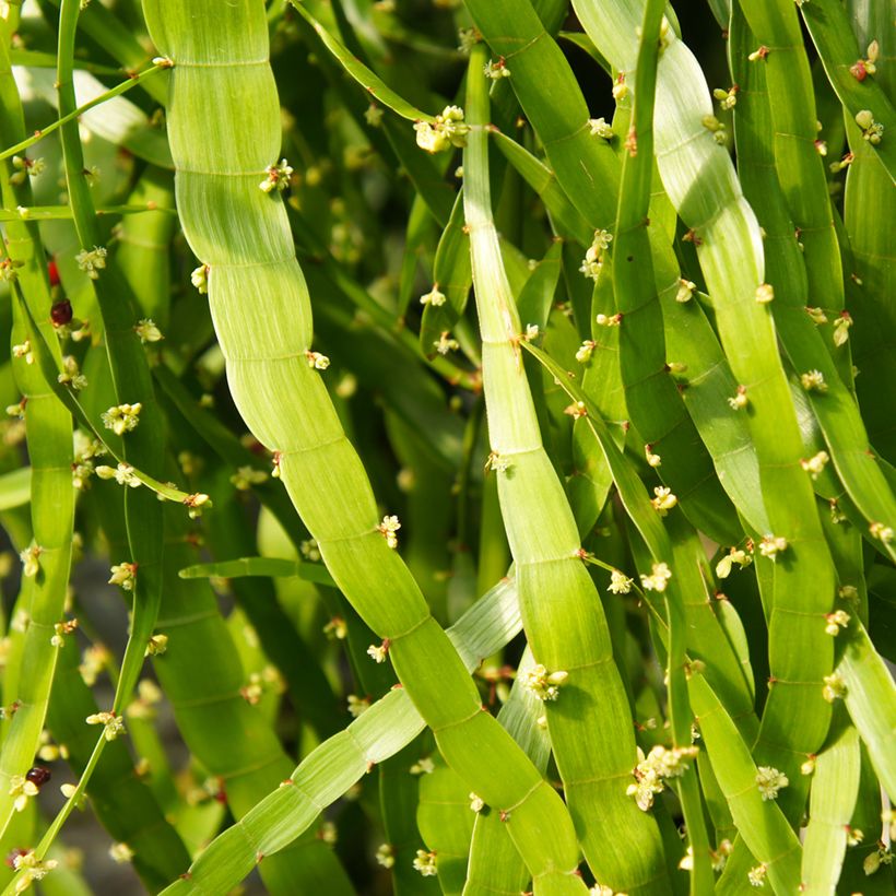Muehlenbeckia platyclada (Floração)