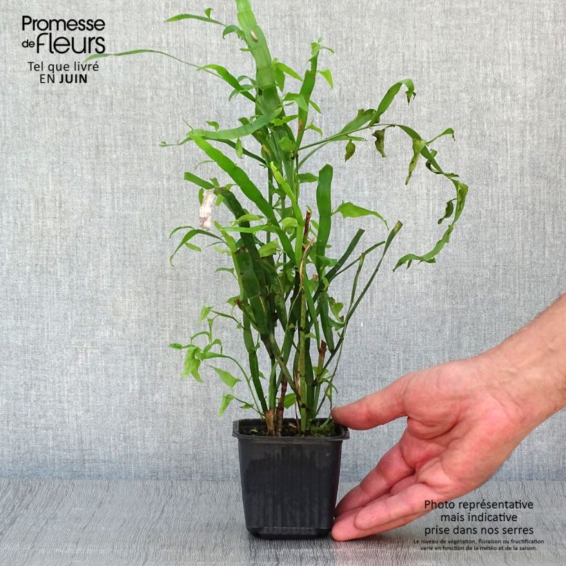Amostra de Muehlenbeckia platyclada Vaso de 8/9 cm tal como entregue no verão