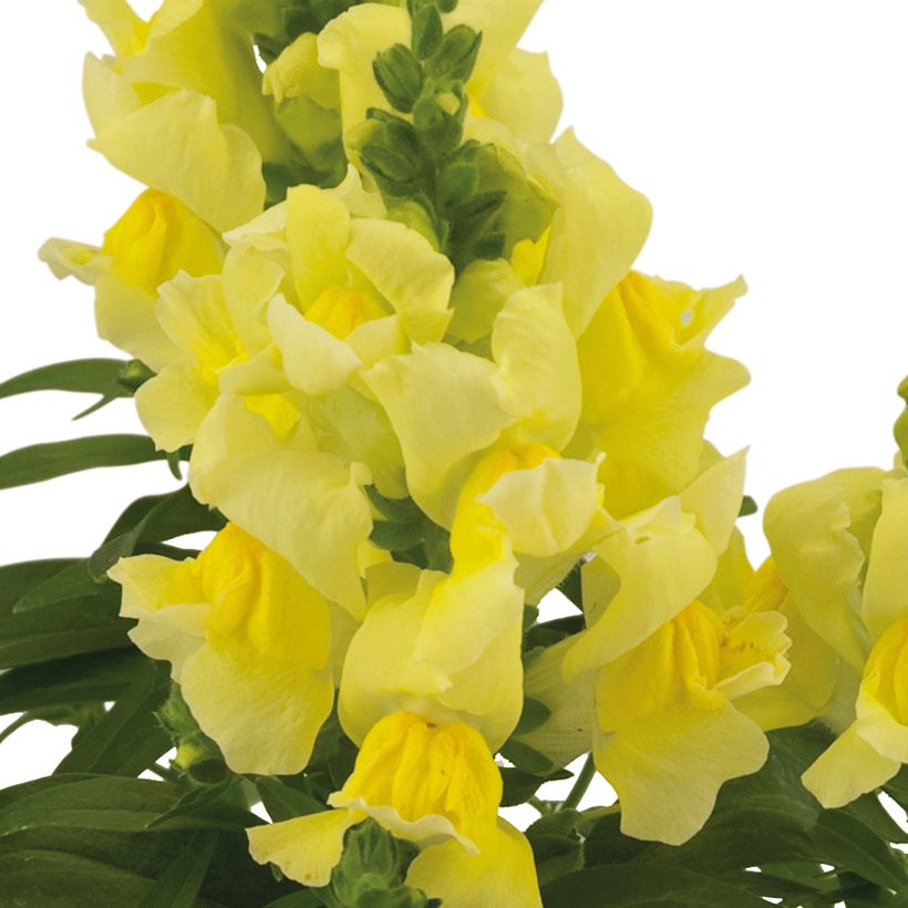 Antirrhinum Dazzling Lips Lemon (Floração)