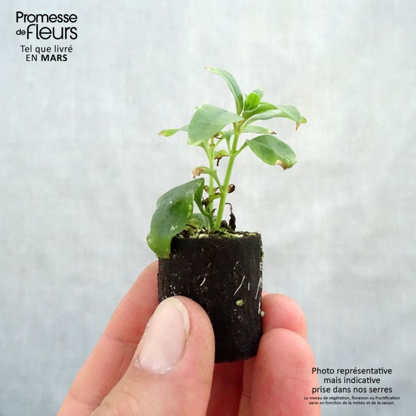 Amostra de Muflier Fruit Salad Up Apricot Mini-torrão Ø 3/4 cm tal como entregue na primavera