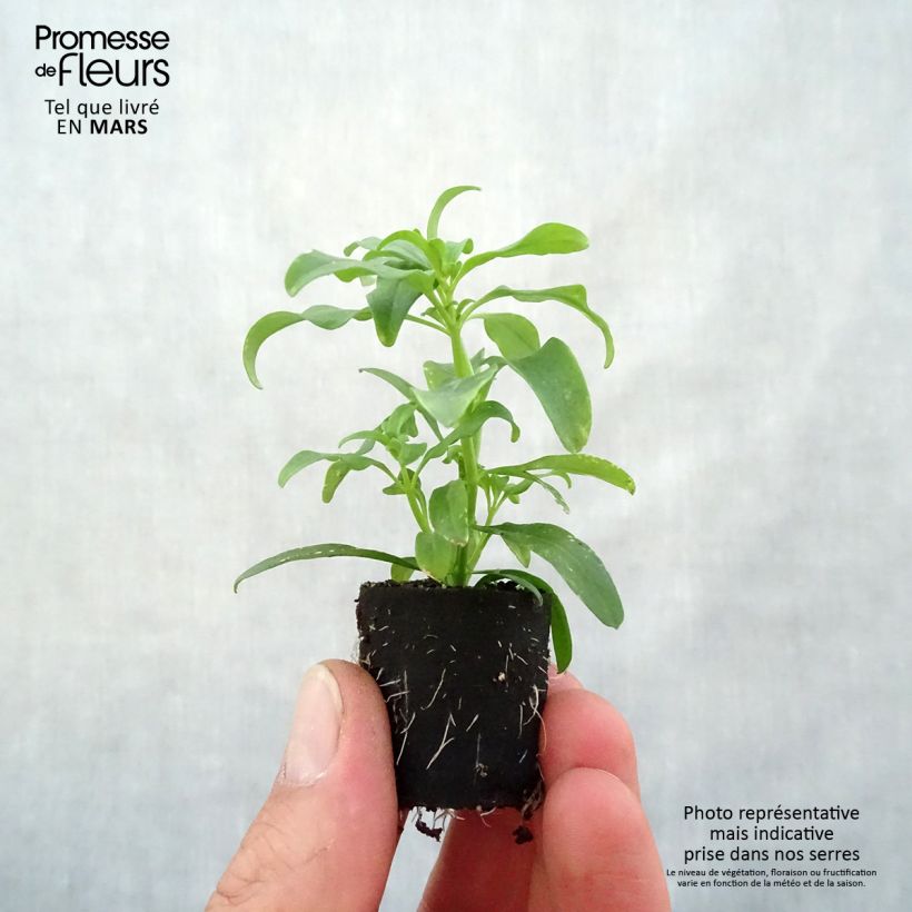 Amostra de Muflier Fruit Salad Up Yellow Mini-torrão Ø 3/4 cm tal como entregue na primavera