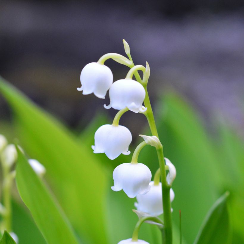 Convallaria majalis Branco (Floração)