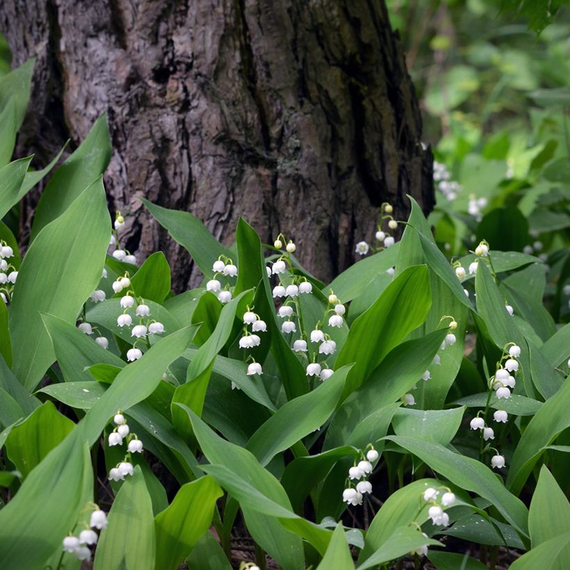 Convallaria majalis Branco (Hábito)