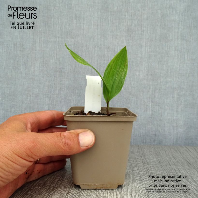 Amostra de Convallaria majalis Branco Vaso de 8/9 cm tal como entregue no verão