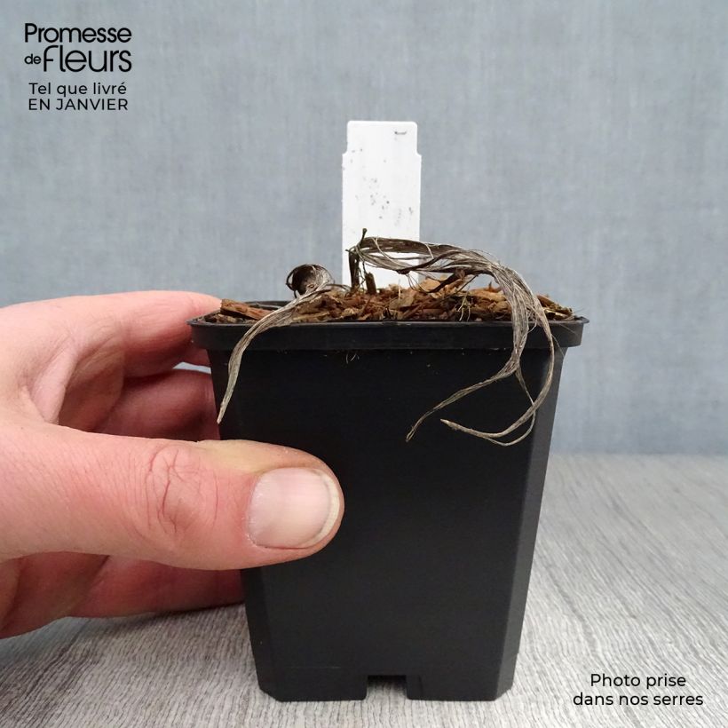 Amostra de Convallaria majalis Branco Vaso de 8/9 cm tal como entregue no inverno