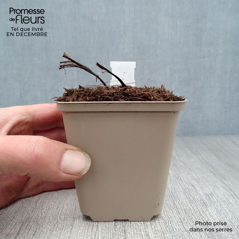 Amostra de Lírio-do-vale Bordeaux - Convallaria majalis Vaso de 8/9 cm tal como entregue no inverno