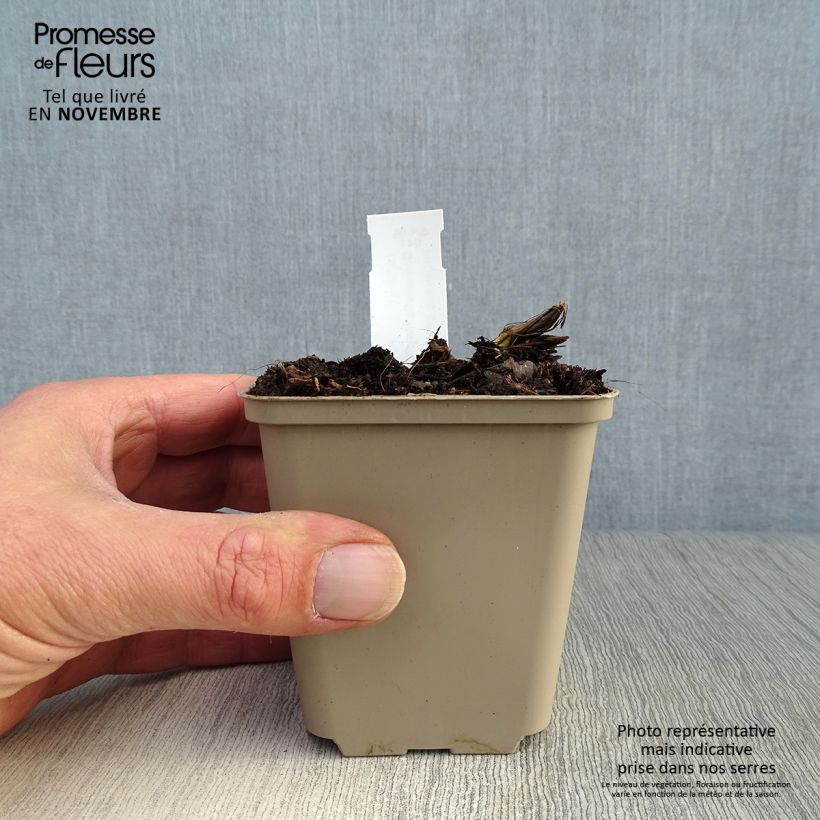 Amostra de Lírio-do-vale Bordeaux - Convallaria majalis Vaso de 8/9 cm tal como entregue no outono