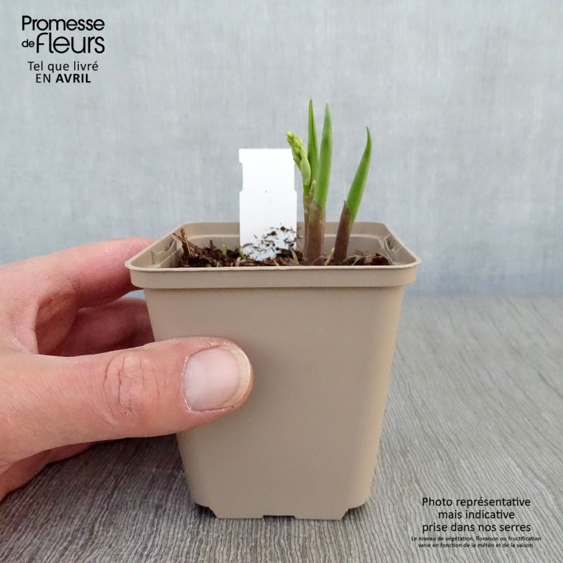 Amostra de Lírio-do-vale Bordeaux - Convallaria majalis Vaso de 8/9 cm tal como entregue na primavera