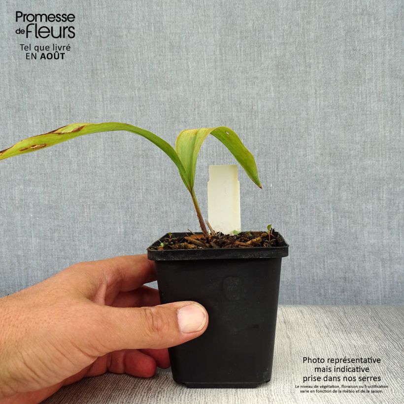 Amostra de Lírio-do-vale Rosea - Convallaria majalis Vaso de 8/9 cm tal como entregue no verão