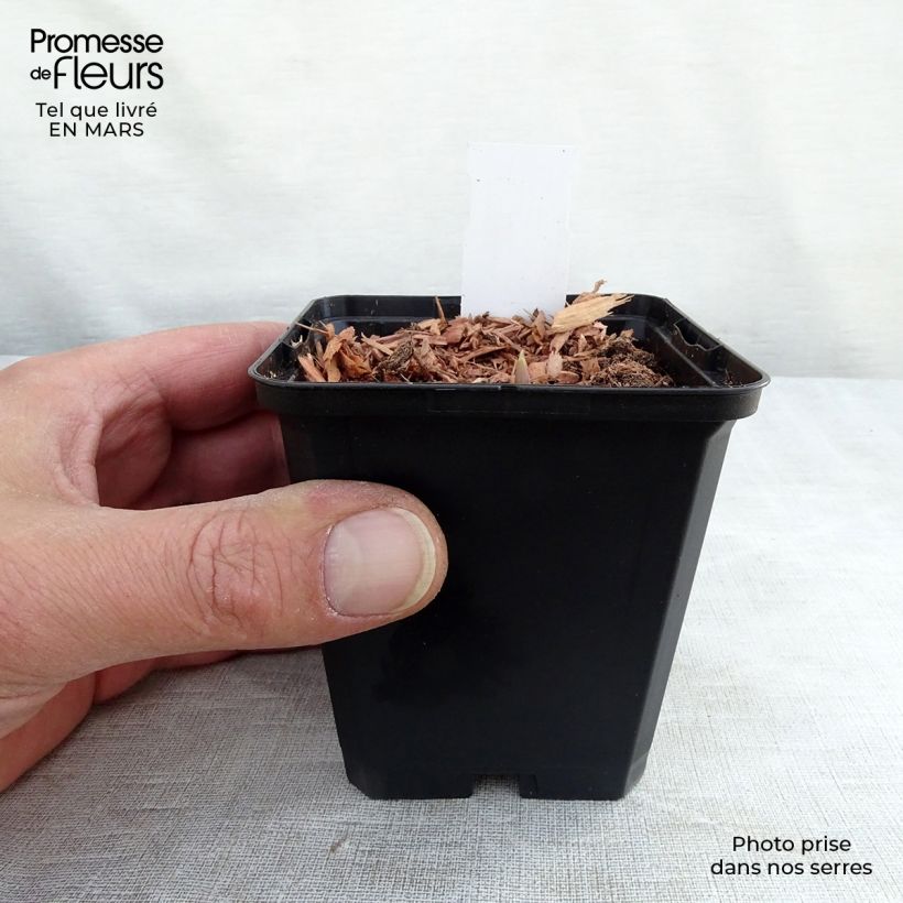 Amostra de Lírio-do-vale Rosea - Convallaria majalis Vaso de 8/9 cm tal como entregue na primavera