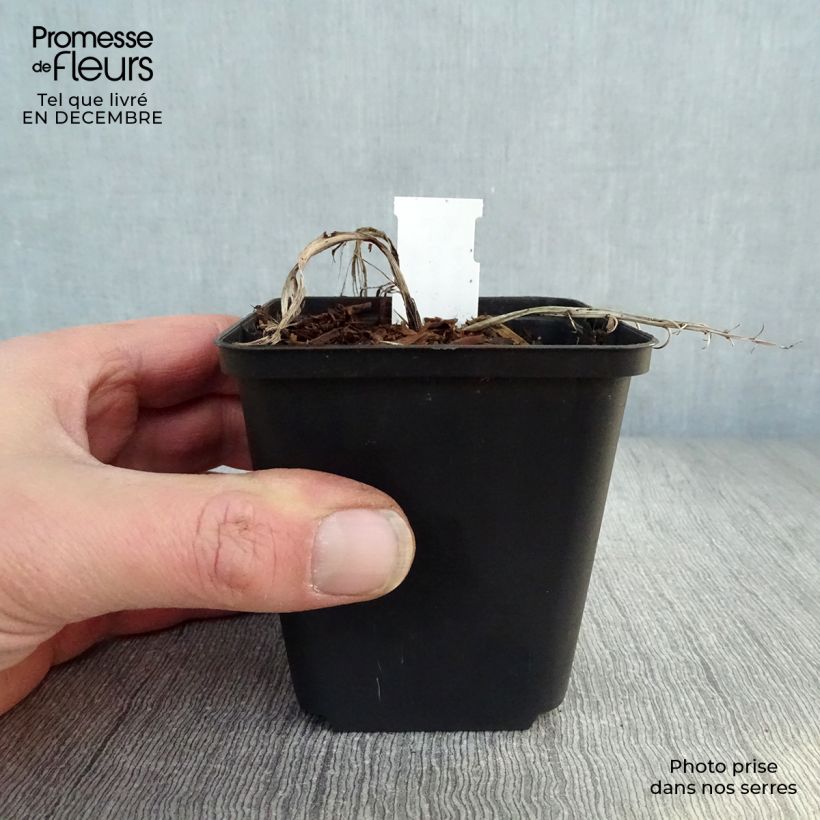 Amostra de Muguet à bouquets - Convallaria majalis Doreen Vaso de 8/9 cm tal como entregue no inverno