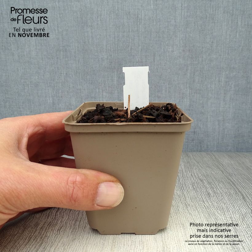 Amostra de Lírio-do-vale Doreen - Convallaria majalis Vaso de 8/9 cm tal como entregue no outono