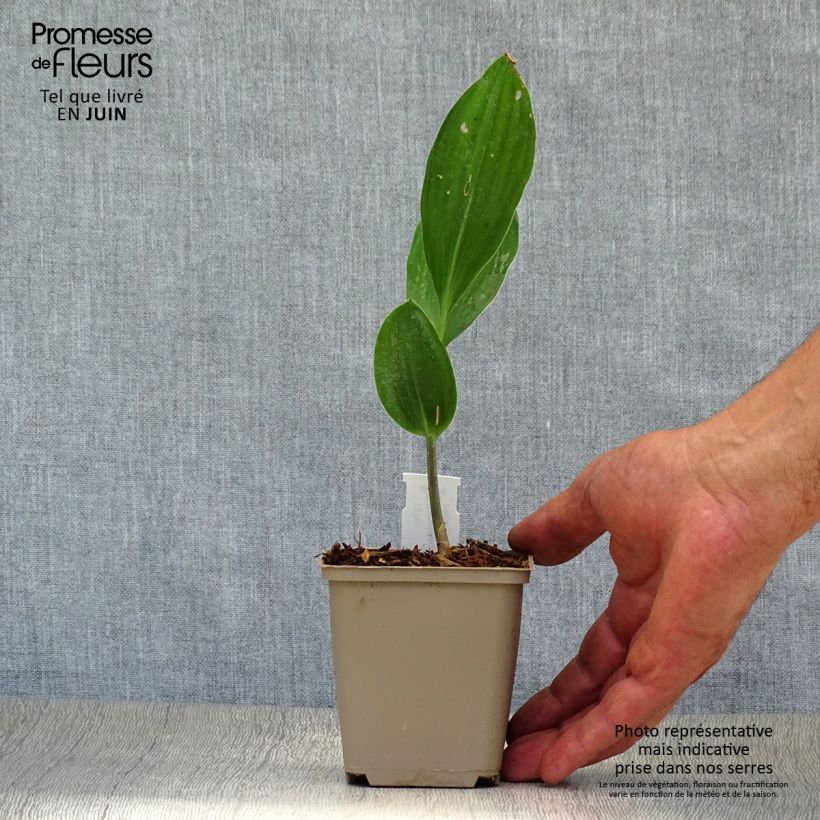 Amostra de Lírio-do-vale Doreen - Convallaria majalis Vaso de 8/9 cm tal como entregue no verão