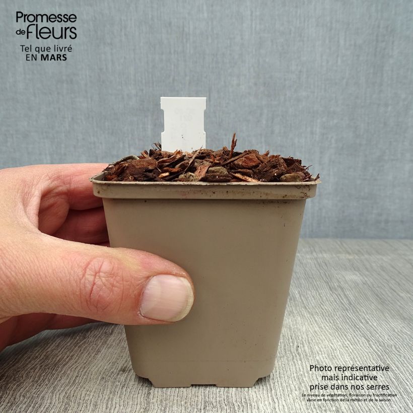 Amostra de Lírio-do-vale Doreen - Convallaria majalis Vaso de 8/9 cm tal como entregue na primavera