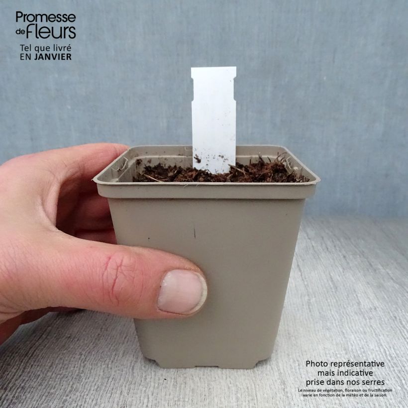 Amostra de Muguet à grandes fleurs - Convallaria majalis Bridal Choice Vaso de 8/9 cm tal como entregue no inverno