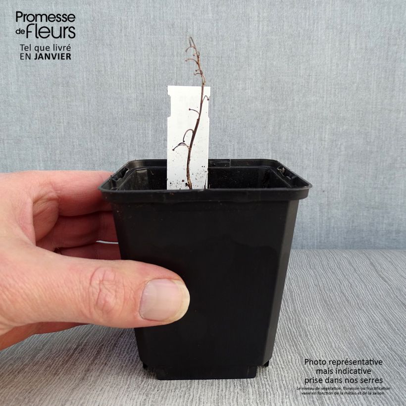 Amostra de Muguet blanc panaché - Convallaria majalis Albostriata Vaso de 8/9 cm tal como entregue no inverno