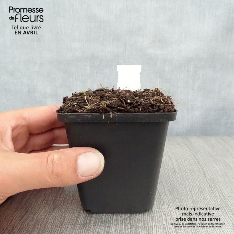 Amostra de Lírio-do-vale Prolificans - Convallaria majalis Vaso de 8/9 cm tal como entregue na primavera