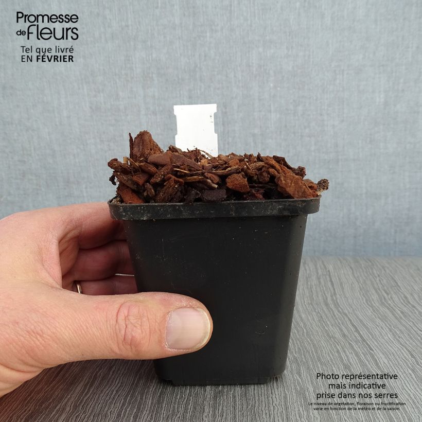 Amostra de Lírio-do-vale Prolificans - Convallaria majalis Vaso de 8/9 cm tal como entregue no inverno