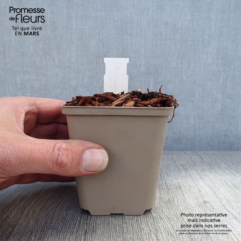 Amostra de Lírio-do-vale Hardwick Hall - Convallaria majalis Vaso de 8/9 cm tal como entregue na primavera