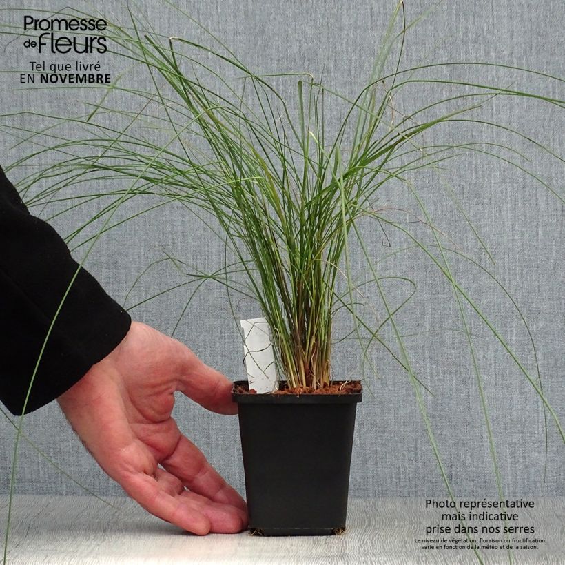 Amostra de Muhlenbergia capillaris Vaso de 8/9 cm tal como entregue no outono