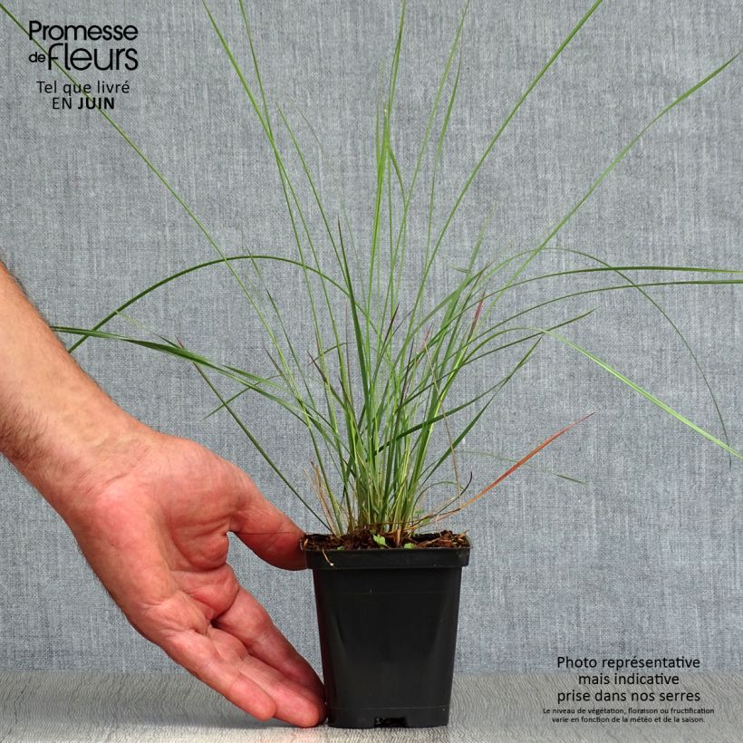 Amostra de Muhlenbergia capillaris Vaso de 8/9 cm tal como entregue no verão