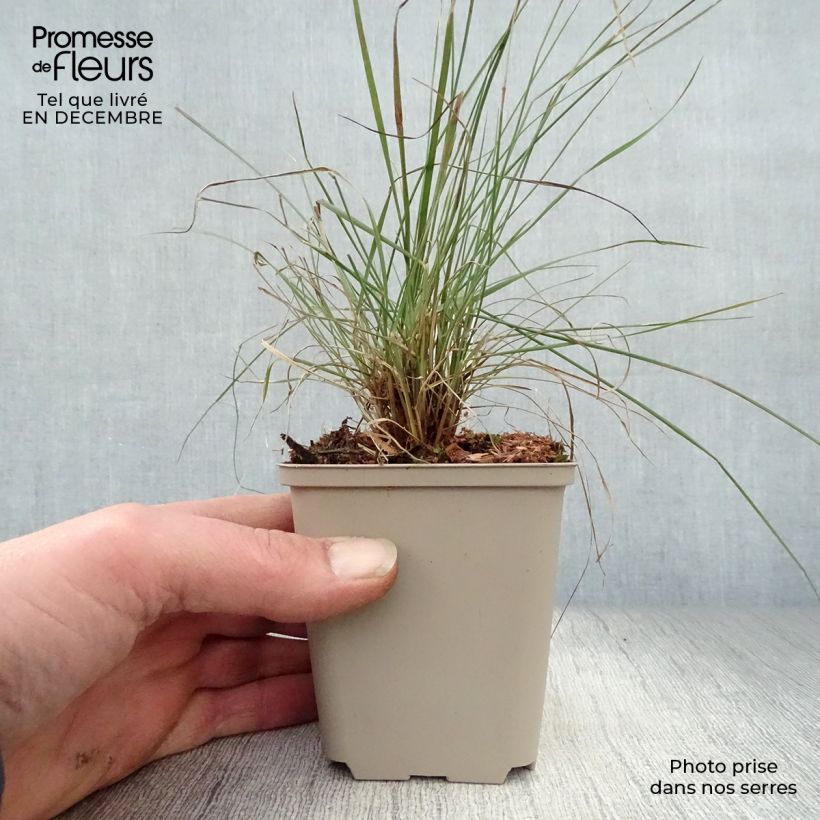 Amostra de Muhlenbergia capillaris Vaso de 8/9 cm tal como entregue no inverno