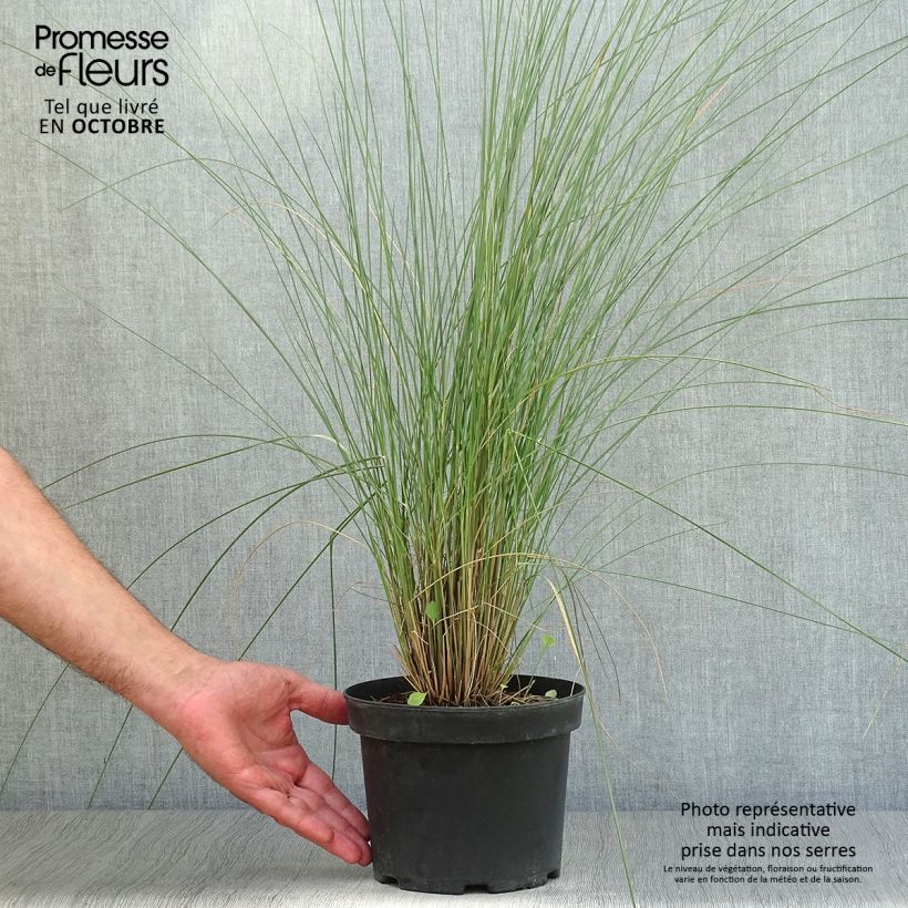 Amostra de Muhlenbergia capillaris Vaso de 2 L/3 L tal como entregue no outono