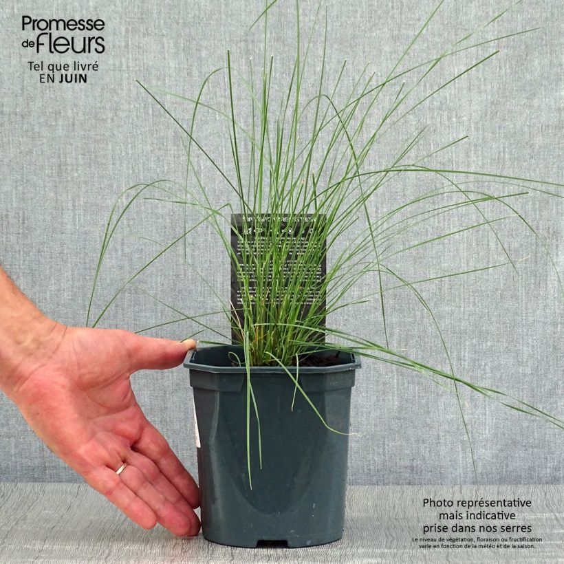 Amostra de Muhlenbergia capillaris Vaso de 2 L/3 L tal como entregue no verão