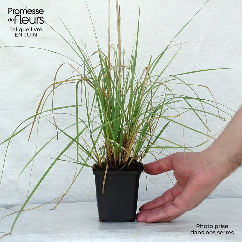 Amostra de Muhlenbergia rigens Vaso de 8/9 cm tal como entregue no verão
