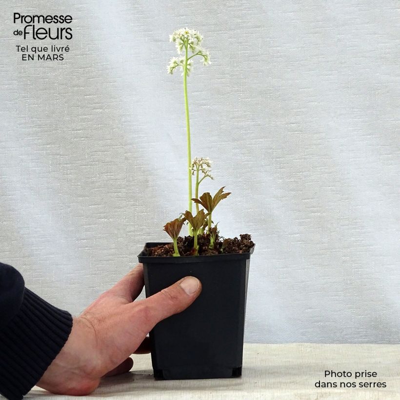 Amostra de Mukdenia rossii Vaso de 8/9 cm tal como entregue na primavera