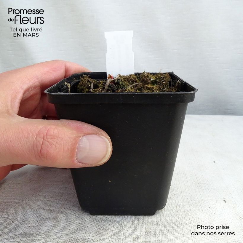 Amostra de Mukdenia rossii Crimson Fans Vaso de 8/9 cm tal como entregue na primavera