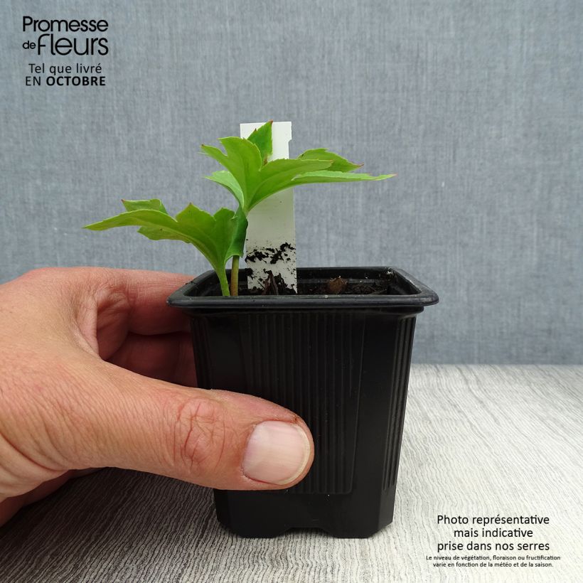 Amostra de Mukdenia rossii Vaso de 8/9 cm tal como entregue no outono