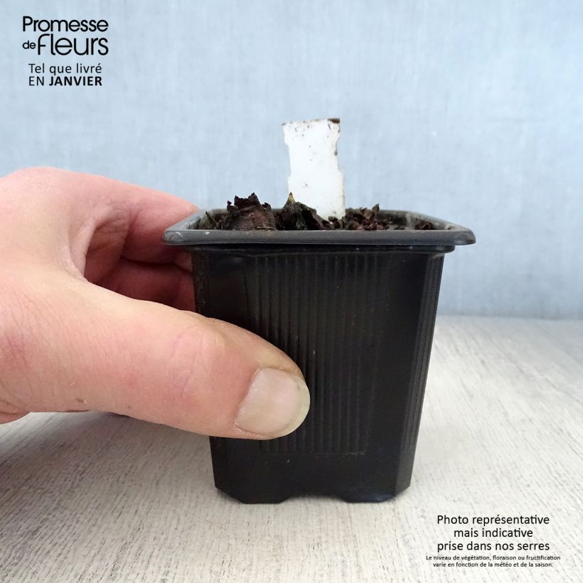 Amostra de Mukdenia rossii Vaso de 8/9 cm tal como entregue no inverno