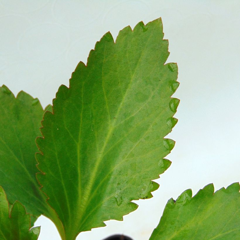 Mukgenia Nova Flame (Folhagem)